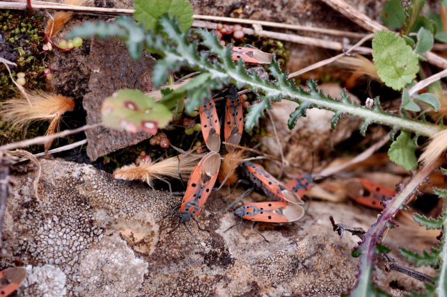 Lygaeus creticus in Sicilia